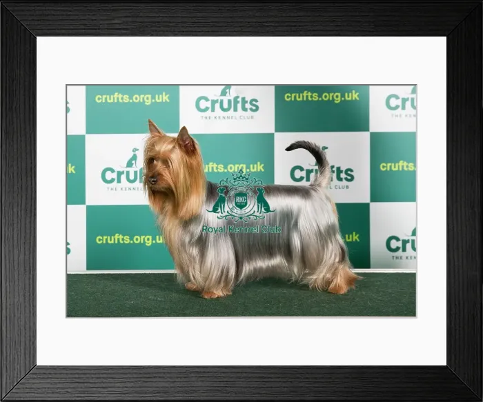 Framed Print : Best of Breed Australian Silky Terrier Crufts 2023 Framed Print : Best of Breed Australian Silky Terrier Crufts 2023