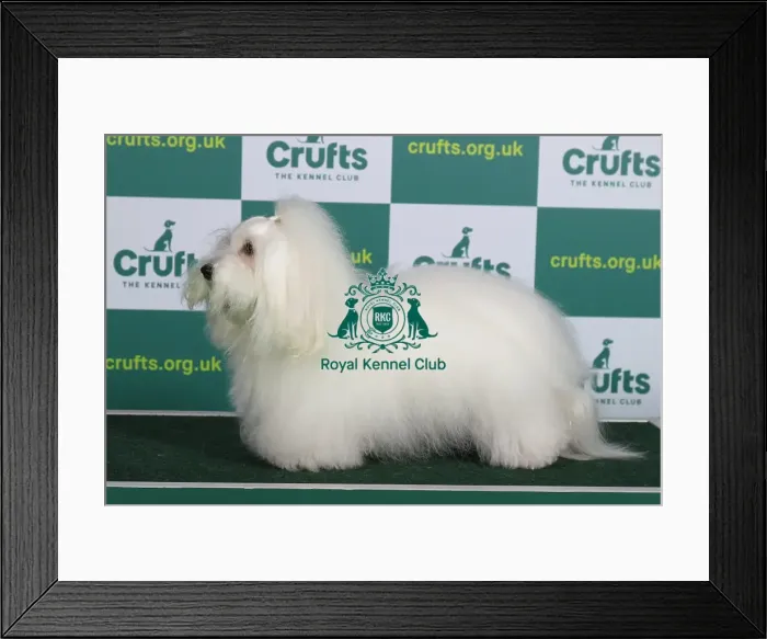 Framed Print : Best of Breed COTON DE TULEAR (NONCC) Crufts 2023 Framed Print : Best of Breed COTON DE TULEAR (NONCC) Crufts 2023
