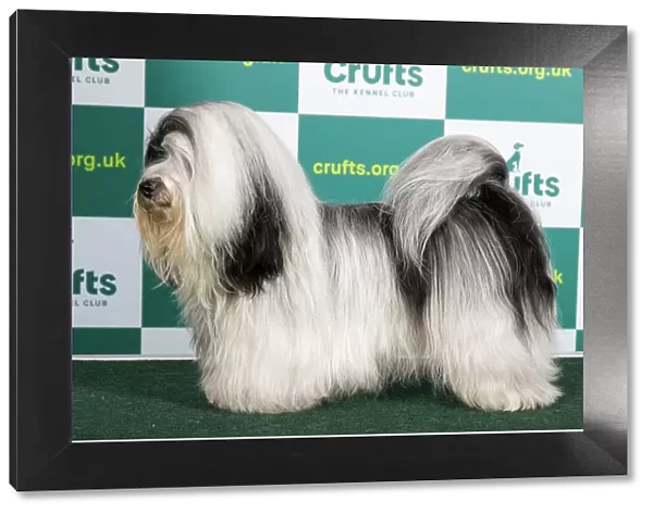 Best of Breed HAVANESE (NONCC) Crufts 2023