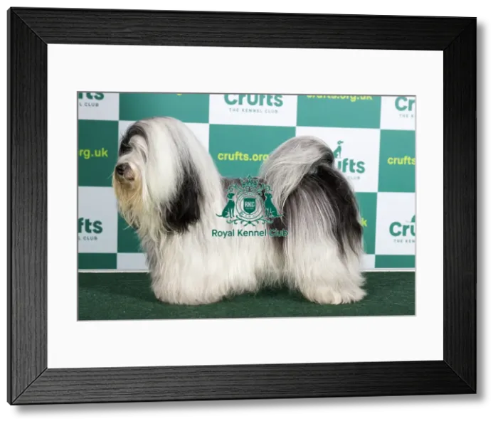 Framed Print : Best of Breed HAVANESE (NONCC) Crufts 2023