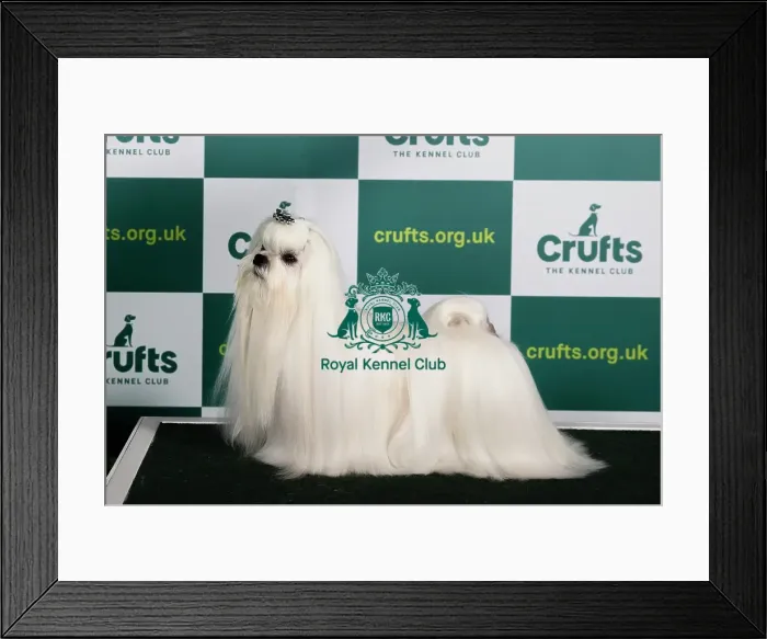 Framed Print : Best of Breed MALTESE Crufts 2023 Framed Print : Best of Breed MALTESE Crufts 2023
