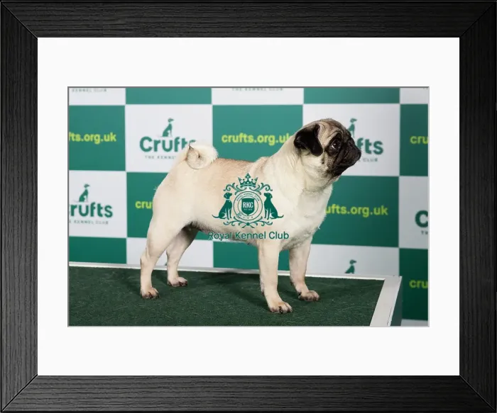 Framed Print : Best of Breed Pug Crufts 2023 Framed Print : Best of Breed Pug Crufts 2023