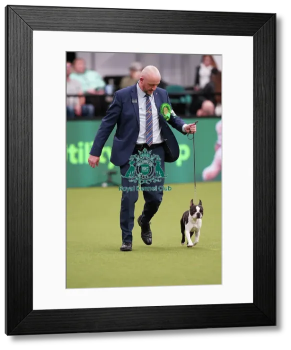 Framed Print : Dave Bennett from Liverpool, with Ted, a Boston Terrier, which was the Best of Breed winner today (Sunday 12. 03. 23), the last day of Crufts 2023, at the NEC Birmingham Framed Print : Dave Bennett from Liverpool, with Ted, a Boston Terrier, which was the Best of Breed winner today (Sunday 12. 03. 23), the last day of Crufts 2023, at the NEC Birmingham