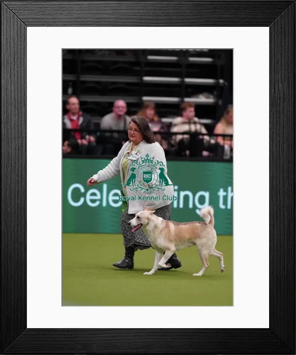 Framed Print : Chris Miller from Georgia, USA, with Datak, a Canaan Dog, which was the Best of Breed winner today (Sunday 12. 03. 23), the last day of Crufts 2023, at the NEC Birmingham