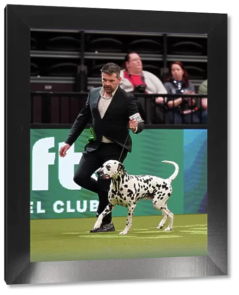 Stefan Vondaneisen from Belgium, with Vic, a Dalmatian, which was the Best of Breed winner today (Sunday 12. 03. 23), the last day of Crufts 2023, at the NEC Birmingham