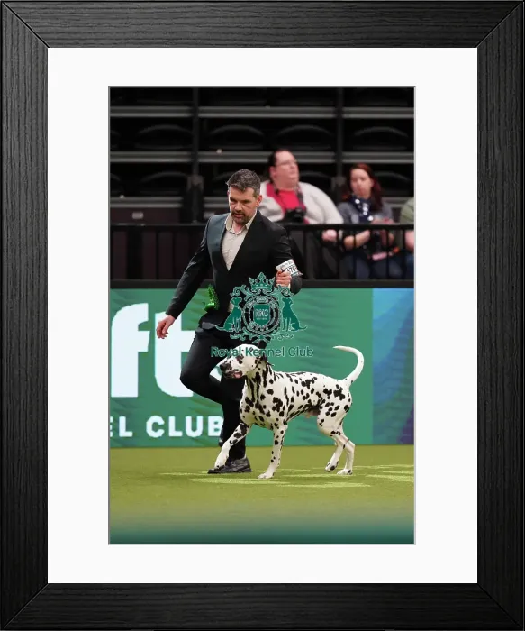 Framed Print : Stefan Vondaneisen from Belgium, with Vic, a Dalmatian, which was the Best of Breed winner today (Sunday 12. 03. 23), the last day of Crufts 2023, at the NEC Birmingham