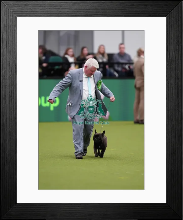 Framed Print : Abbie Cund and Dean Cund from Birmingham, with Elton, a French Bulldog, which was the Best of Breed winner today (Sunday 12. 03. 23), the last day of Crufts 2023, at the NEC Birmingham Framed Print : Abbie Cund and Dean Cund from Birmingham, with Elton, a French Bulldog, which was the Best of Breed winner today (Sunday 12. 03. 23), the last day of Crufts 2023, at the NEC Birmingham