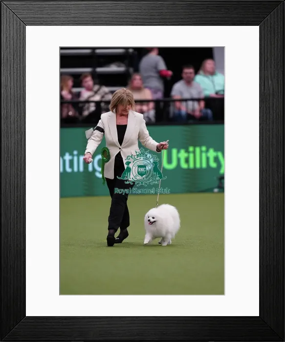 Framed Print : Fiona Grayer from Sussex, with Henri, a German Spitz (Klein), which was the Best of Breed winner today (Sunday 12. 03. 23), the last day of Crufts 2023, at the NEC Birmingham