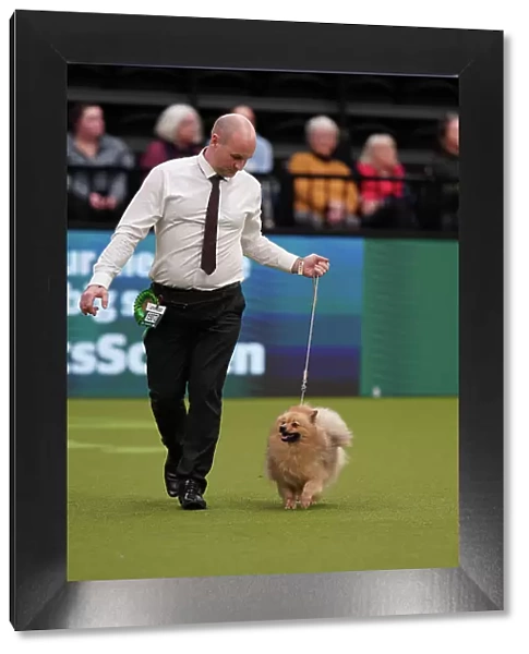 Dale Francis and Gary Pearce from Middlesborough, with Izzy, a German Spitz (Mittel), which was the Best of Breed winner today (Sunday 12. 03. 23), the last day of Crufts 2023, at the NEC Birmingham