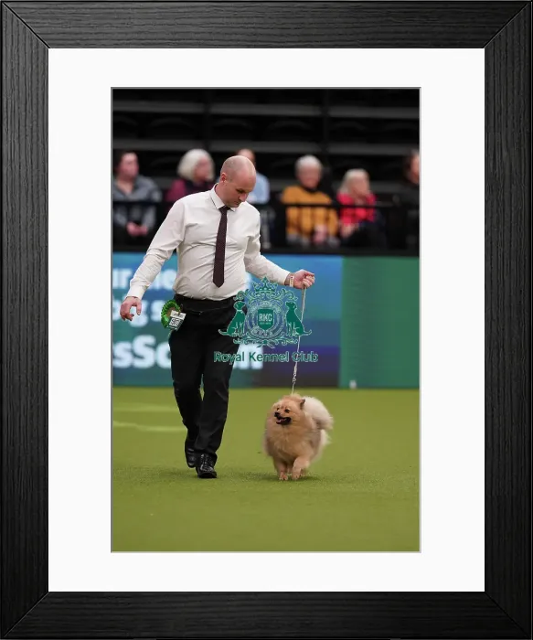 Framed Print : Dale Francis and Gary Pearce from Middlesborough, with Izzy, a German Spitz (Mittel), which was the Best of Breed winner today (Sunday 12. 03. 23), the last day of Crufts 2023, at the NEC Birmingham