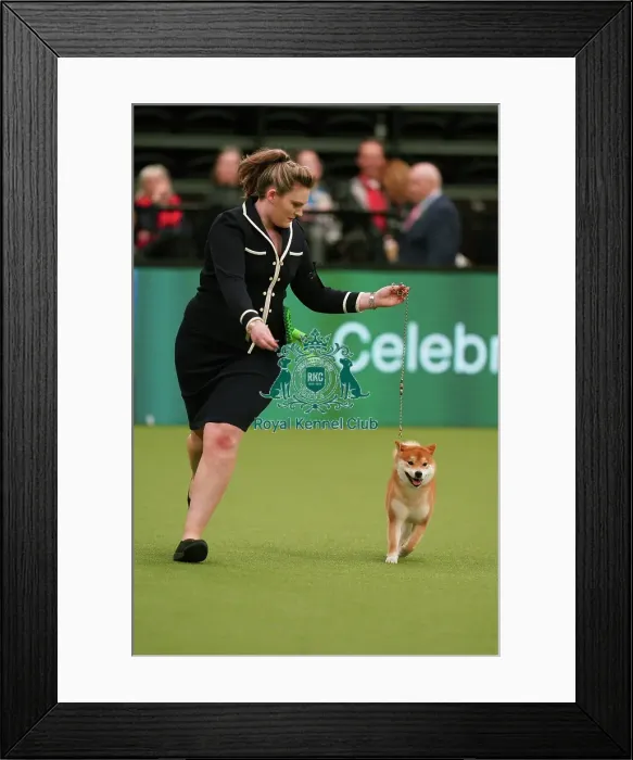 Framed Print : Michaella Dunhill-Hall and Liz Dunhill from Clumber Park, with Yang, a Japanese Shiba Inu, which was the Best of Breed winner today (Sunday 12. 03. 23), the last day of Crufts 2023, at the NEC Birmingham Framed Print : Michaella Dunhill-Hall and Liz Dunhill from Clumber Park, with Yang, a Japanese Shiba Inu, which was the Best of Breed winner today (Sunday 12. 03. 23), the last day of Crufts 2023, at the NEC Birmingham