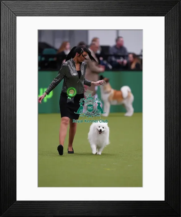 Framed Print : Kennedy Aston from Telford, with Romeo, a Japanese Spitz, which was the Best of Breed winner today (Sunday 12. 03. 23), the last day of Crufts 2023, at the NEC Birmingham