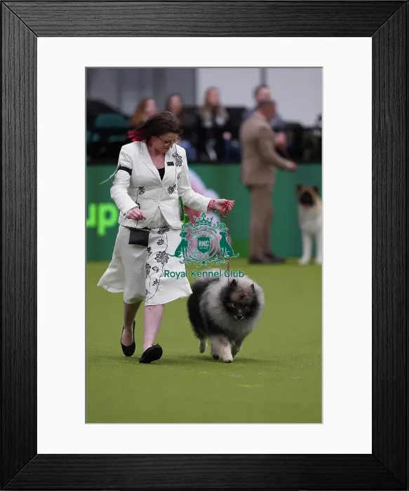 Framed Print : Natasha Hilkson from Derby with Vinnie, a Keeshond, which was the Best of Breed winner today (Sunday 12. 03. 23), the last day of Crufts 2023, at the NEC Birmingham Framed Print : Natasha Hilkson from Derby with Vinnie, a Keeshond, which was the Best of Breed winner today (Sunday 12. 03. 23), the last day of Crufts 2023, at the NEC Birmingham