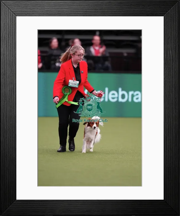 Framed Print : Molly Wallis from Castleford, with Eric, a Kooikerhondje, which was the Best of Breed winner today (Sunday 12. 03. 23), the last day of Crufts 2023, at the NEC Birmingham