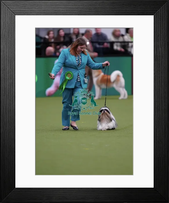 Framed Print : Vicky Clutterbuck from Newbury, with Lettuce, a Lhasa Apso, which was the Best of Breed winner today (Sunday 12. 03. 23), the last day of Crufts 2023, at the NEC Birmingham