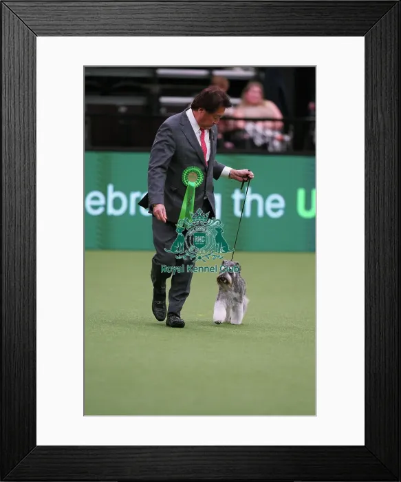 Framed Print : Masami Uryu from Japan, with Magi, a Miniature Schnauzer, which was the Best of Breed winner today (Sunday 12. 03. 23), the last day of Crufts 2023, at the NEC Birmingham Framed Print : Masami Uryu from Japan, with Magi, a Miniature Schnauzer, which was the Best of Breed winner today (Sunday 12. 03. 23), the last day of Crufts 2023, at the NEC Birmingham