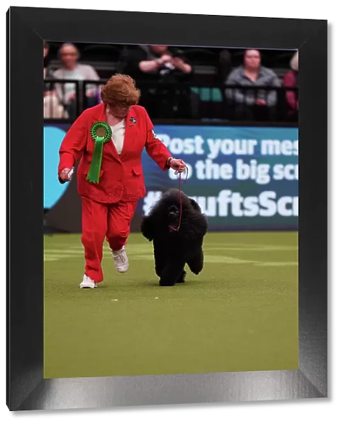 Liz Holmes-Loak from Bradford, with Lewis, a Poodle (Miniature), which was the Best of Breed winner today (Sunday 12. 03. 23), the last day of Crufts 2023, at the NEC Birmingham
