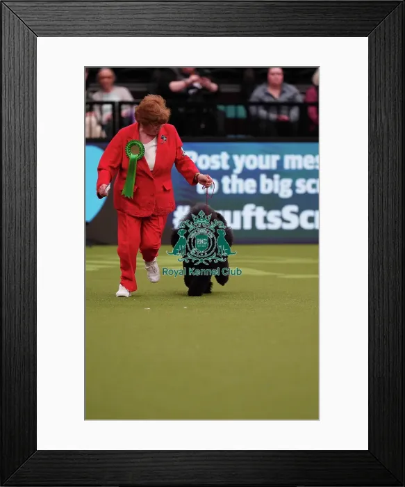 Framed Print : Liz Holmes-Loak from Bradford, with Lewis, a Poodle (Miniature), which was the Best of Breed winner today (Sunday 12. 03. 23), the last day of Crufts 2023, at the NEC Birmingham