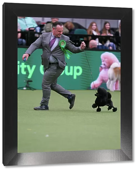 Chris Manelopoulos from Florida with Tommy, a Poodle (Toy), which was the Best of Breed winner today (Sunday 12. 03. 23), the last day of Crufts 2023, at the NEC Birmingham