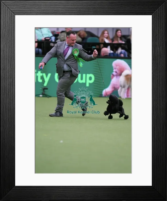 Framed Print : Chris Manelopoulos from Florida with Tommy, a Poodle (Toy), which was the Best of Breed winner today (Sunday 12. 03. 23), the last day of Crufts 2023, at the NEC Birmingham