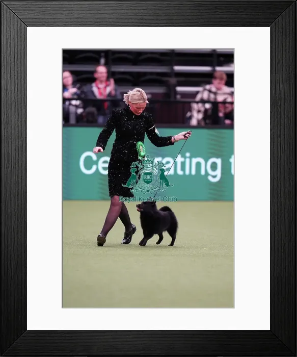 Framed Print : Lindsey McLachlan and Joanne McLachlan from The Wirral, with Stellon, a Schipperke, which was the Best of Breed winner today (Sunday 12. 03. 23), the last day of Crufts 2023, at the NEC Birmingham Framed Print : Lindsey McLachlan and Joanne McLachlan from The Wirral, with Stellon, a Schipperke, which was the Best of Breed winner today (Sunday 12. 03. 23), the last day of Crufts 2023, at the NEC Birmingham