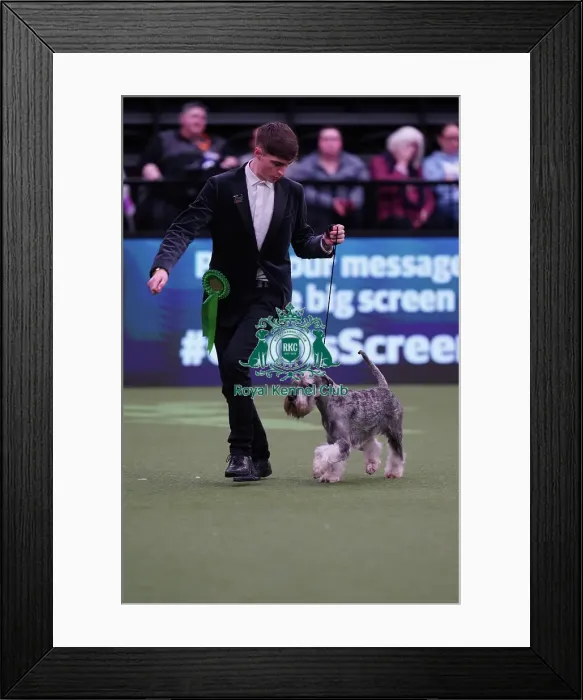 Framed Print : Isaac Preddy from Bristol, with Arthur, a Schnauzer, which was the Best of Breed winner today (Sunday 12. 03. 23), the last day of Crufts 2023, at the NEC Birmingham Framed Print : Isaac Preddy from Bristol, with Arthur, a Schnauzer, which was the Best of Breed winner today (Sunday 12. 03. 23), the last day of Crufts 2023, at the NEC Birmingham