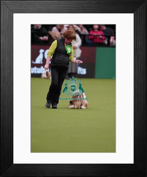 Framed Print : Sue Devine from Oldham with Willow, a Shih Tzu, which was the Best of Breed winner today (Sunday 12. 03. 23), the last day of Crufts 2023, at the NEC Birmingham Framed Print : Sue Devine from Oldham with Willow, a Shih Tzu, which was the Best of Breed winner today (Sunday 12. 03. 23), the last day of Crufts 2023, at the NEC Birmingham