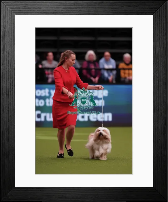 Framed Print : Augusta Mocililskyte from Lithuania, with Leo, a Tibetan Terrier, which was the Best of Breed winner today (Sunday 12. 03. 23), the last day of Crufts 2023, at the NEC Birmingham Framed Print : Augusta Mocililskyte from Lithuania, with Leo, a Tibetan Terrier, which was the Best of Breed winner today (Sunday 12. 03. 23), the last day of Crufts 2023, at the NEC Birmingham