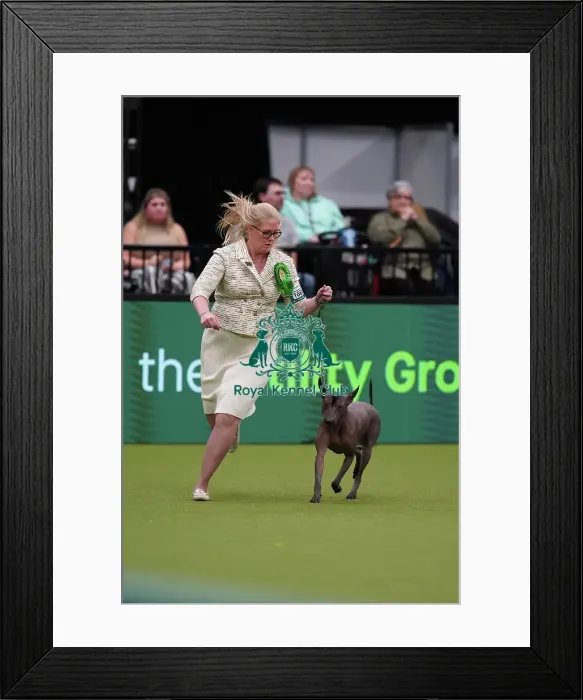 Framed Print : Whitney Meeks from Indiana, USA, with Itzia, a Xoloitzcuintle (Mexican Hairless) (Standard), which was the Best of Breed winner today (Sunday 12. 03. 23), the last day of Crufts 2023, at the NEC Birmingham Framed Print : Whitney Meeks from Indiana, USA, with Itzia, a Xoloitzcuintle (Mexican Hairless) (Standard), which was the Best of Breed winner today (Sunday 12. 03. 23), the last day of Crufts 2023, at the NEC Birmingham