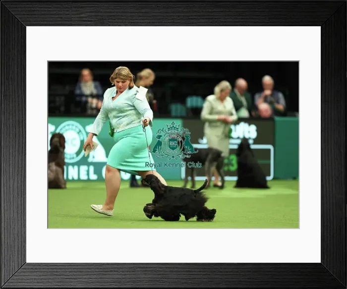 Framed Print : Lisa Nelson from Lancashire with Felicia, an American Cocker Spaniel, which was the Best of Breed winner today (Thursday 09. 03. 23), the first day of Crufts 2023, at the NEC Birmingham Framed Print : Lisa Nelson from Lancashire with Felicia, an American Cocker Spaniel, which was the Best of Breed winner today (Thursday 09. 03. 23), the first day of Crufts 2023, at the NEC Birmingham
