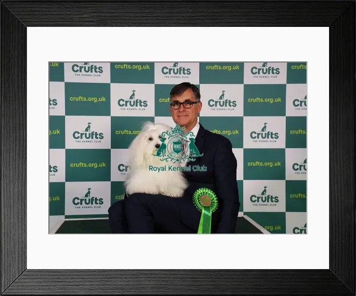 Framed Print : Kevin Holley from North Lincolnshire with Belle, a Coton de Tulear, which was the Best of Breed winner today (Sunday 12. 03. 23), the last day of Crufts 2023, at the NEC Birmingham Framed Print : Kevin Holley from North Lincolnshire with Belle, a Coton de Tulear, which was the Best of Breed winner today (Sunday 12. 03. 23), the last day of Crufts 2023, at the NEC Birmingham