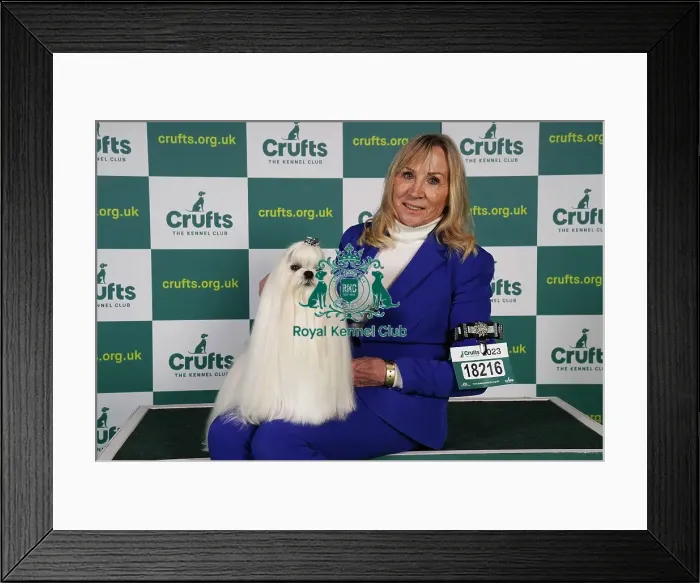 Framed Print : Carol Roberts from Spain with Cooper, a Maltese, which was the Best of Breed winner today (Sunday 12. 03. 23), the last day of Crufts 2023, at the NEC Birmingham Framed Print : Carol Roberts from Spain with Cooper, a Maltese, which was the Best of Breed winner today (Sunday 12. 03. 23), the last day of Crufts 2023, at the NEC Birmingham