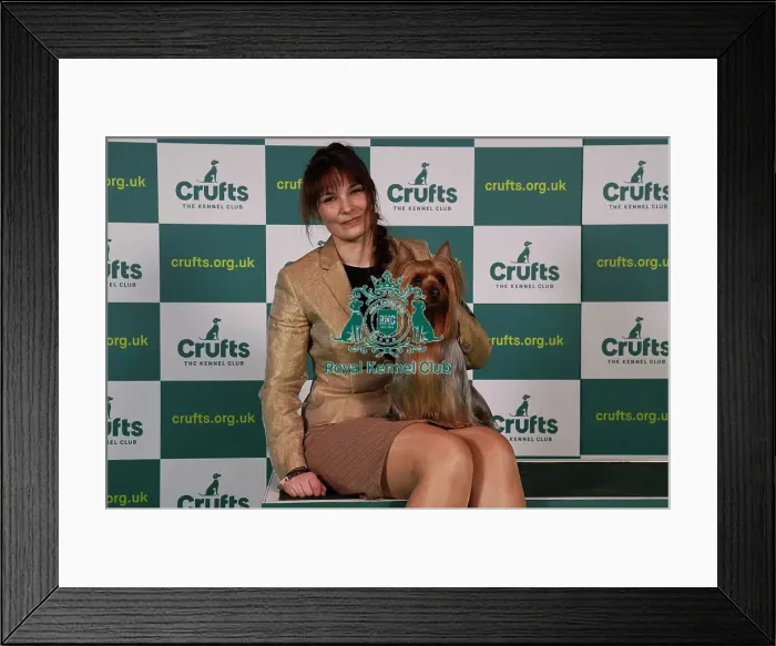 Framed Print : Saana Telkkala from Finland with Keksi, an Australian Silky Terrier, which was the Best of Breed winner today (Sunday 12. 03. 23), the last day of Crufts 2023, at the NEC Birmingham Framed Print : Saana Telkkala from Finland with Keksi, an Australian Silky Terrier, which was the Best of Breed winner today (Sunday 12. 03. 23), the last day of Crufts 2023, at the NEC Birmingham