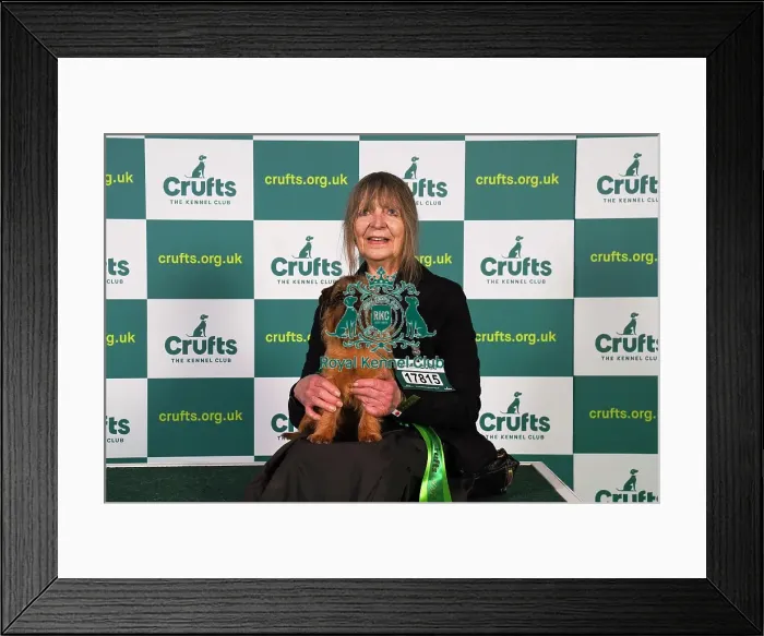 Framed Print : Joan Martyn, from Stockbridge, with Arthur, a Griffon Bruxellois, which was the Best of Breed winner today (Sunday 12. 03. 23), the last day of Crufts 2023, at the NEC Birmingham Framed Print : Joan Martyn, from Stockbridge, with Arthur, a Griffon Bruxellois, which was the Best of Breed winner today (Sunday 12. 03. 23), the last day of Crufts 2023, at the NEC Birmingham