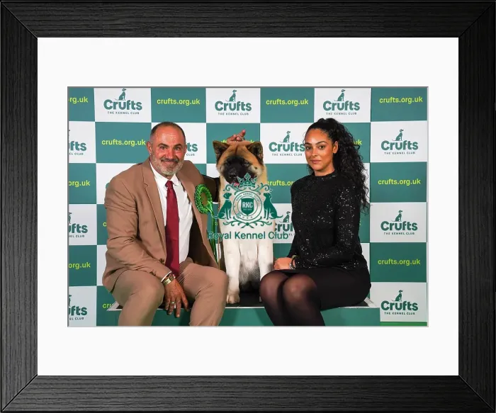 Framed Print : Andrea Ferron Torres and Jose Luis Arrabal Sanchez from Spain, with Rumba, an Akita, which was the Best of Breed winner today (Sunday 12. 03. 23), the last day of Crufts 2023, at the NEC Birmingham Framed Print : Andrea Ferron Torres and Jose Luis Arrabal Sanchez from Spain, with Rumba, an Akita, which was the Best of Breed winner today (Sunday 12. 03. 23), the last day of Crufts 2023, at the NEC Birmingham