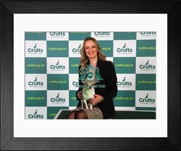 Framed Print : Mary-Kate Ingram from Ipswich, with Stan, a Chihuahua (Smooth Coat), which was the Best of Breed winner today (Sunday 12. 03. 23), the last day of Crufts 2023, at the NEC Birmingham Framed Print : Mary-Kate Ingram from Ipswich, with Stan, a Chihuahua (Smooth Coat), which was the Best of Breed winner today (Sunday 12. 03. 23), the last day of Crufts 2023, at the NEC Birmingham