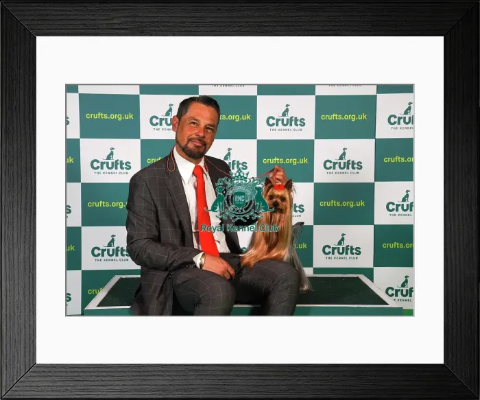 Framed Print : Sergio Amien from Spain, with Connon, a Yorkshire Terrier, which was the Best of Breed winner today (Sunday 12. 03. 23), the last day of Crufts 2023, at the NEC Birmingham Framed Print : Sergio Amien from Spain, with Connon, a Yorkshire Terrier, which was the Best of Breed winner today (Sunday 12. 03. 23), the last day of Crufts 2023, at the NEC Birmingham
