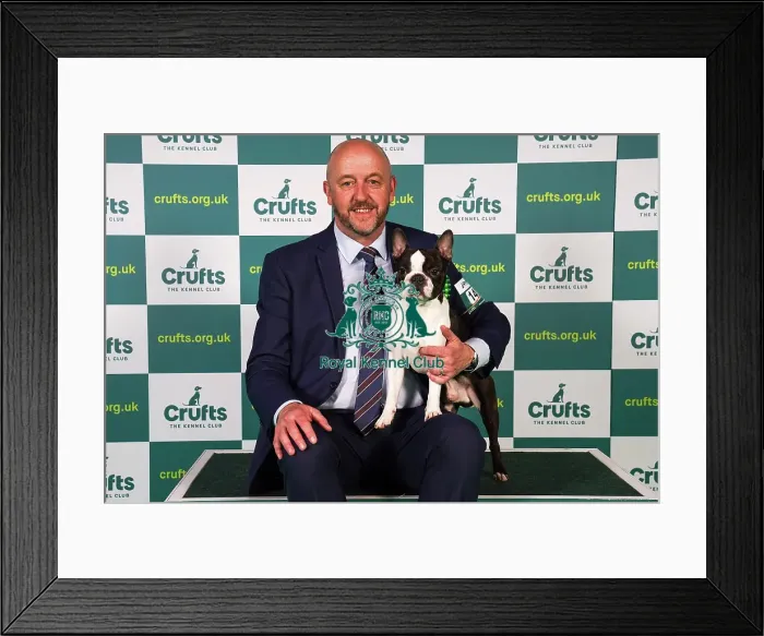 Framed Print : Dave Bennett from Liverpool, with Ted, a Boston Terrier, which was the Best of Breed winner today (Sunday 12. 03. 23), the last day of Crufts 2023, at the NEC Birmingham