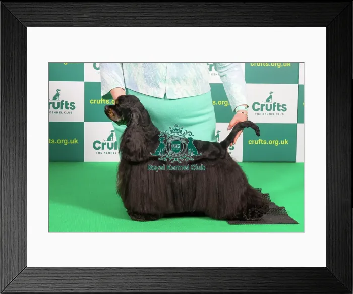 Framed Print : Best of Breed SPANIEL (AMERICAN COCKER) Crufts 2023 Framed Print : Best of Breed SPANIEL (AMERICAN COCKER) Crufts 2023