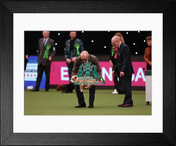 Framed Print : Simon and Anna Sampson from New Haven with Ore, a Portuguese Podengo (Warren Hound), which was the Best of Breed winner today (Saturday 11. 03. 23), the third day of Crufts 2023, at the NEC Birmingham