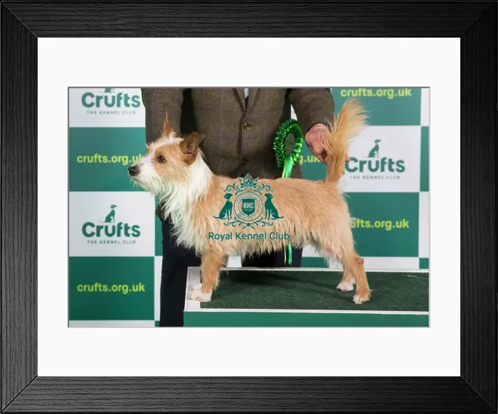 Framed Print : Best of Breed PORTUGUESE PODENGO (WARREN HOUND) Crufts 2023 Framed Print : Best of Breed PORTUGUESE PODENGO (WARREN HOUND) Crufts 2023