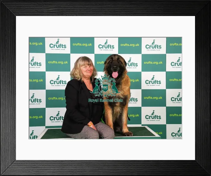 Framed Print : Jenny Haslett from County Clare with Ursa, an Estrela Mountain Dog, which was the Best of Breed winner today (Friday 10. 03. 23), the second day of Crufts 2023, at the NEC Birmingham Framed Print : Jenny Haslett from County Clare with Ursa, an Estrela Mountain Dog, which was the Best of Breed winner today (Friday 10. 03. 23), the second day of Crufts 2023, at the NEC Birmingham