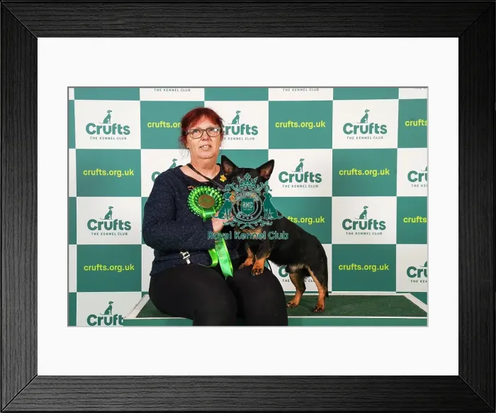 Framed Print : Maggie Jones from Swansea with Gordon, a Lancashire Heeler, which was the Best of Breed winner today (Friday 10. 03. 23), the second day of Crufts 2023, at the NEC Birmingham