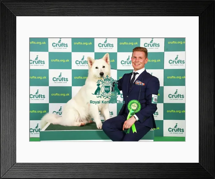 Framed Print : Tino Jalonen from Finland with Gero, a White Swiss Shepherd Dog, which was the Best of Breed winner today (Friday 10. 03. 23), the second day of Crufts 2023, at the NEC Birmingham Framed Print : Tino Jalonen from Finland with Gero, a White Swiss Shepherd Dog, which was the Best of Breed winner today (Friday 10. 03. 23), the second day of Crufts 2023, at the NEC Birmingham