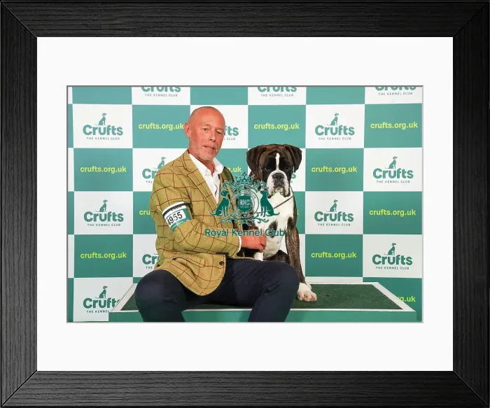 Framed Print : Stephen Gething from Sheffield with Tucker, a Boxer, which was the Best of Breed winner today (Friday 10. 03. 23), the second day of Crufts 2023, at the NEC Birmingham Framed Print : Stephen Gething from Sheffield with Tucker, a Boxer, which was the Best of Breed winner today (Friday 10. 03. 23), the second day of Crufts 2023, at the NEC Birmingham