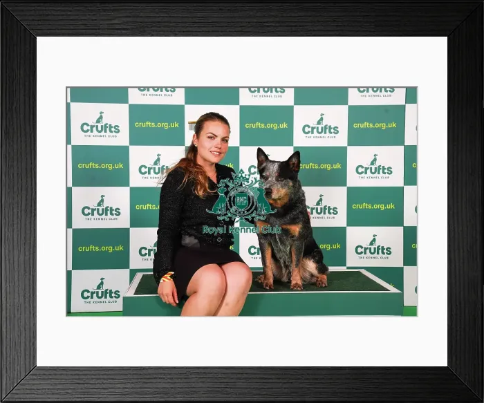 Framed Print : Gaia Favretto from Italy with Hilary, an Australian Cattle Dog, which was the Best of Breed winner today (Friday 10. 03. 23), the second day of Crufts 2023, at the NEC Birmingham Framed Print : Gaia Favretto from Italy with Hilary, an Australian Cattle Dog, which was the Best of Breed winner today (Friday 10. 03. 23), the second day of Crufts 2023, at the NEC Birmingham