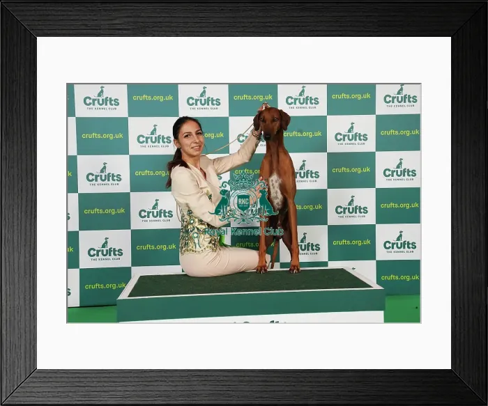 Framed Print : Christina Kostadinova from Romania with Bahir, a Azawakh which was the Best of Breed winner today (Saturday 11. 03. 23), the third day of Crufts 2023, at the NEC Birmingham