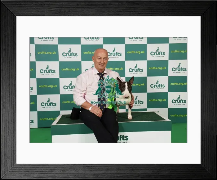 Framed Print : Ger Cox from Ireland with Jerry, a Bull Terrier (Miniature), which was the Best of Breed winner today (Saturday 11. 03. 23), the third day of Crufts 2023, at the NEC Birmingham Framed Print : Ger Cox from Ireland with Jerry, a Bull Terrier (Miniature), which was the Best of Breed winner today (Saturday 11. 03. 23), the third day of Crufts 2023, at the NEC Birmingham