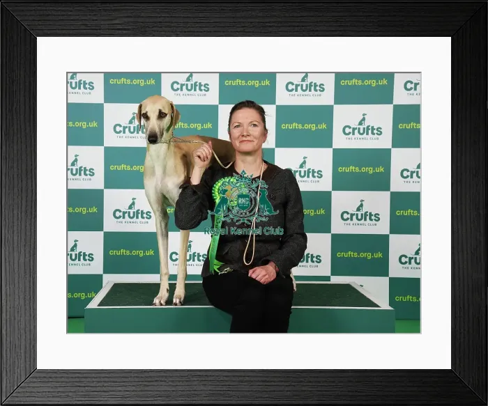 Framed Print : Katia Schroder from Germany with Ubatda, a Sloughi, which was the Best of Breed winner today (Saturday 11. 03. 23), the third day of Crufts 2023, at the NEC Birmingham Framed Print : Katia Schroder from Germany with Ubatda, a Sloughi, which was the Best of Breed winner today (Saturday 11. 03. 23), the third day of Crufts 2023, at the NEC Birmingham