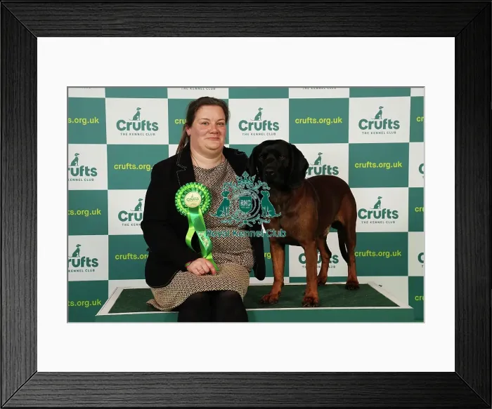 Framed Print : Terri Andrews from Devon with Havoc, a Bavarian Mountain Hound, which was the Best of Breed winner today (Saturday 11. 03. 23), the third day of Crufts 2023, at the NEC Birmingham Framed Print : Terri Andrews from Devon with Havoc, a Bavarian Mountain Hound, which was the Best of Breed winner today (Saturday 11. 03. 23), the third day of Crufts 2023, at the NEC Birmingham